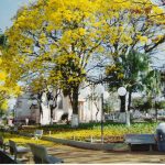 lazer – praça são joão batista ipê amarelo